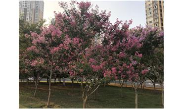 夏秋季節，錫城首次驚現紫薇花開美景
